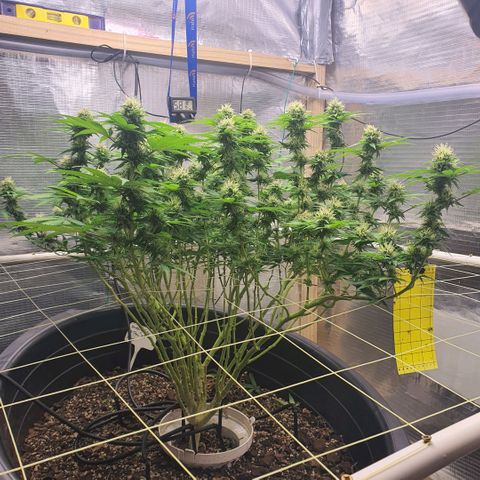 Wedding Cake growlog timeline photo