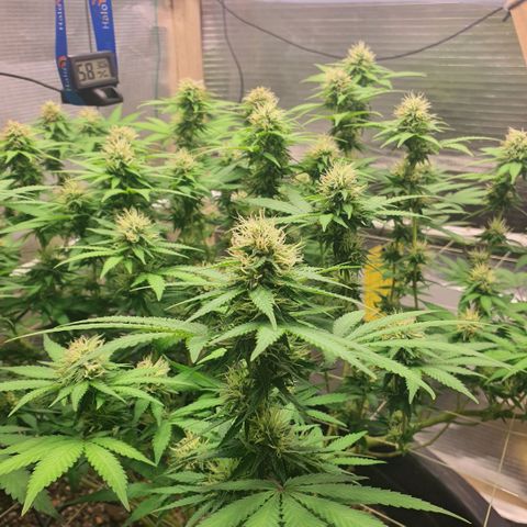 Wedding Cake growlog timeline photo
