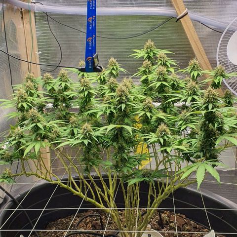 Wedding Cake growlog timeline photo