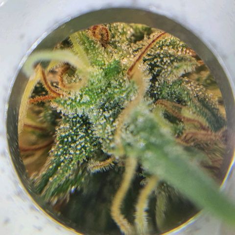 Wedding Cake growlog timeline photo