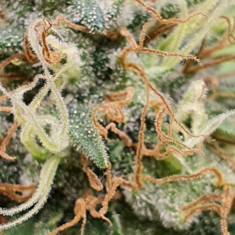 Wedding Cake growlog timeline photo