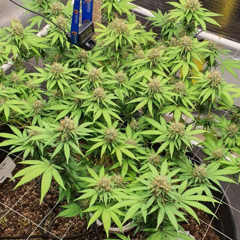 Wedding Cake growlog timeline photo