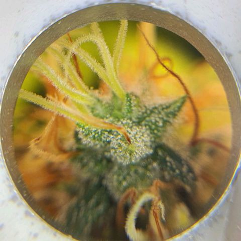 Wedding Cake growlog timeline photo