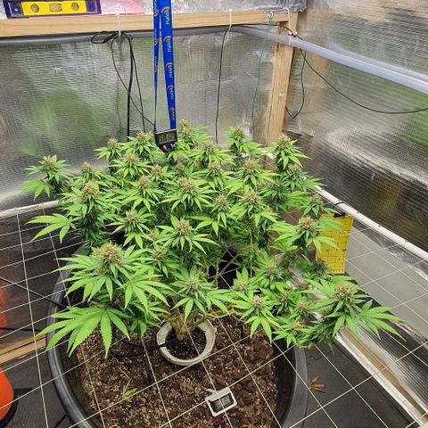 Wedding Cake growlog timeline photo