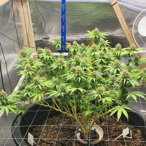 Wedding Cake growlog timeline photo