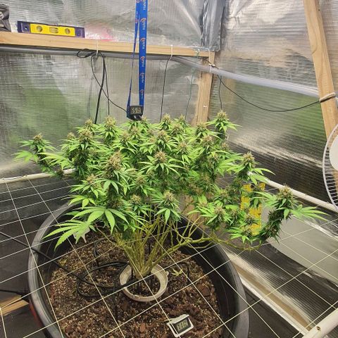 Wedding Cake growlog timeline photo