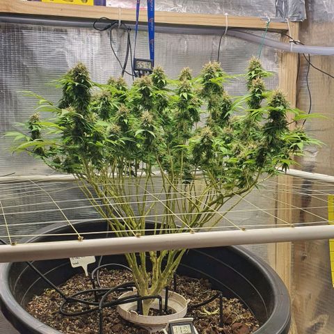 Wedding Cake growlog timeline photo