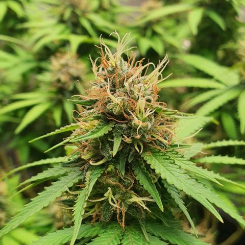 Wedding Cake growlog timeline photo