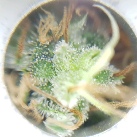 Wedding Cake growlog timeline photo