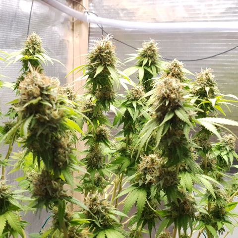 Wedding Cake growlog timeline photo