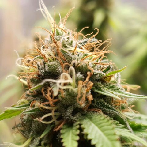 Wedding Cake growlog timeline photo