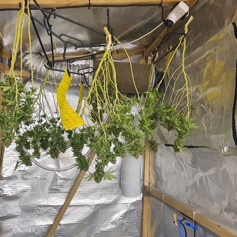 Wedding Cake growlog timeline photo