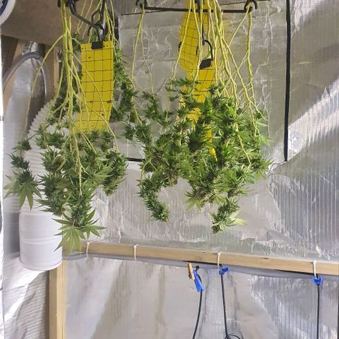 Wedding Cake growlog timeline photo