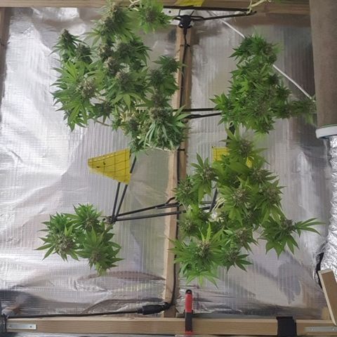Wedding Cake growlog timeline photo