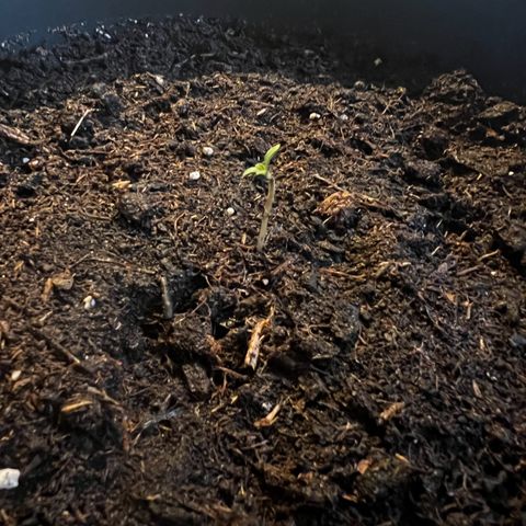 Do-si-dos Grow 1 growlog timeline photo