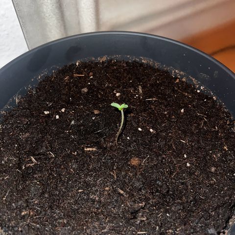 Do-si-dos Grow 1 growlog timeline photo