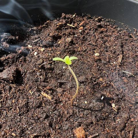 Do-si-dos Grow 1 growlog timeline photo