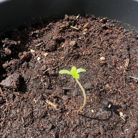 Do-si-dos Grow 1 growlog timeline photo