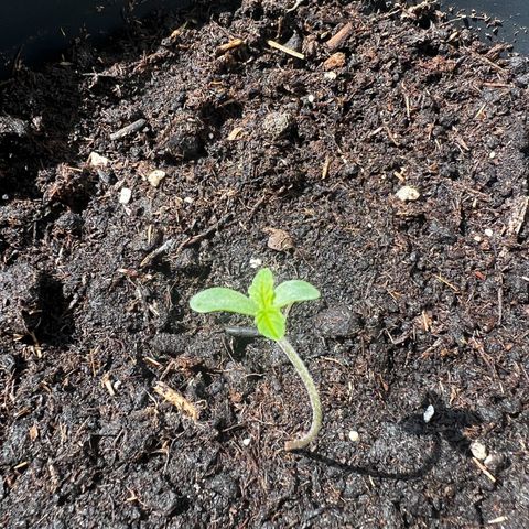 Do-si-dos Grow 1 growlog timeline photo