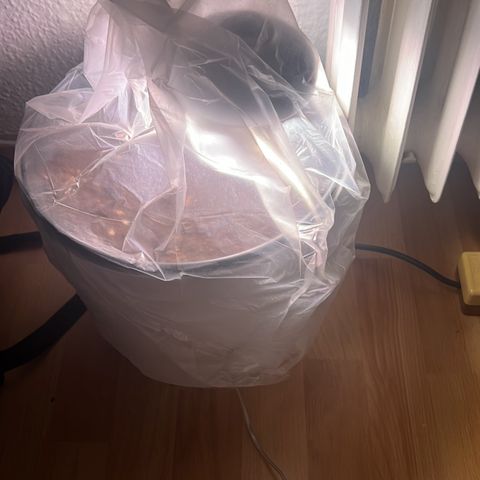 Do-si-dos Grow 1 growlog timeline photo