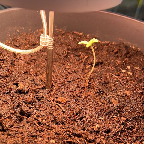 Do-si-dos Grow 1 growlog timeline photo