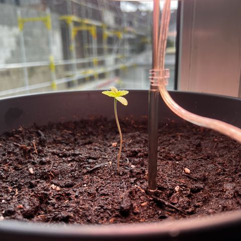 Do-si-dos Grow 1 growlog timeline photo