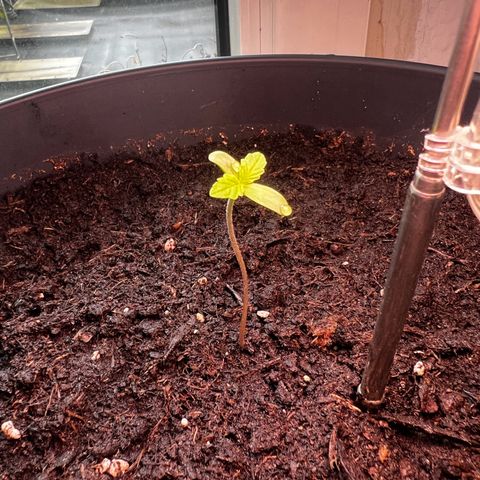 Do-si-dos Grow 1 growlog timeline photo