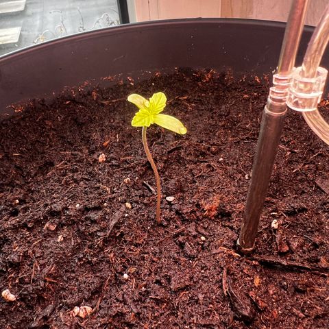 Do-si-dos Grow 1 growlog timeline photo