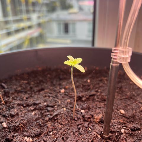 Do-si-dos Grow 1 growlog timeline photo