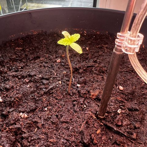 Do-si-dos Grow 1 growlog timeline photo