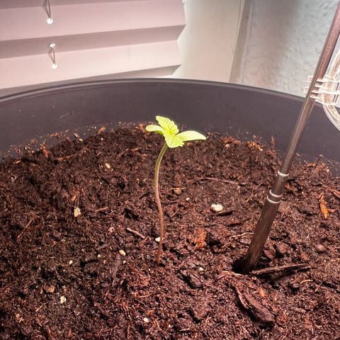 Do-si-dos Grow 1 growlog timeline photo