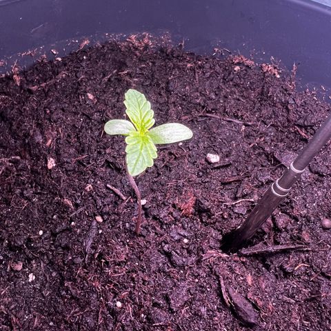 Do-si-dos Grow 1 growlog timeline photo