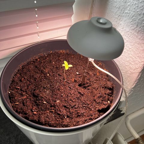 Do-si-dos Grow 1 growlog timeline photo