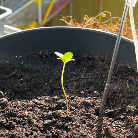 Do-si-dos Grow 1 growlog timeline photo