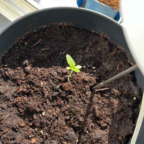 Do-si-dos Grow 1 growlog timeline photo