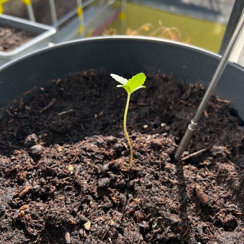 Do-si-dos Grow 1 growlog timeline photo