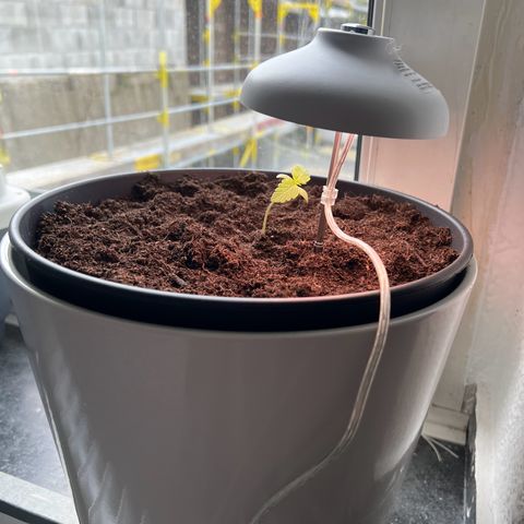 Do-si-dos Grow 1 growlog timeline photo
