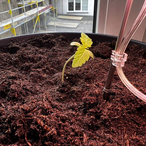 Do-si-dos Grow 1 growlog timeline photo