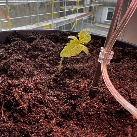 Do-si-dos Grow 1 growlog timeline photo