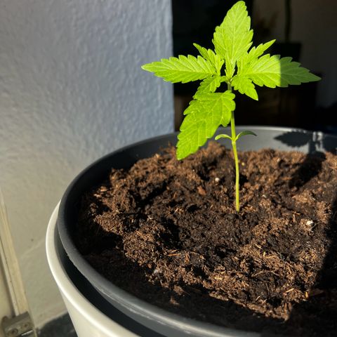Do-si-dos Grow 1 growlog timeline photo