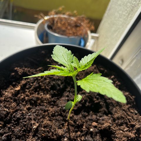 Do-si-dos Grow 1 growlog timeline photo