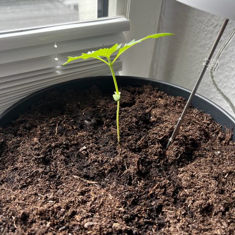 Do-si-dos Grow 1 growlog timeline photo