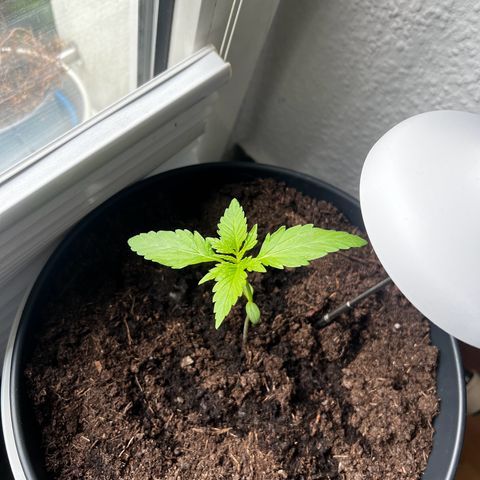 Do-si-dos Grow 1 growlog timeline photo