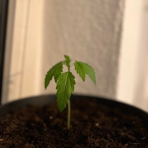 Do-si-dos Grow 1 growlog timeline photo