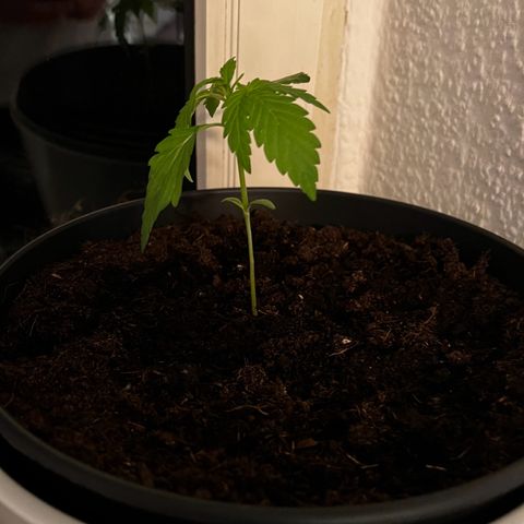 Do-si-dos Grow 1 growlog timeline photo