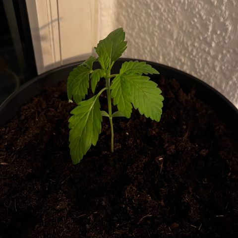 Do-si-dos Grow 1 growlog timeline photo