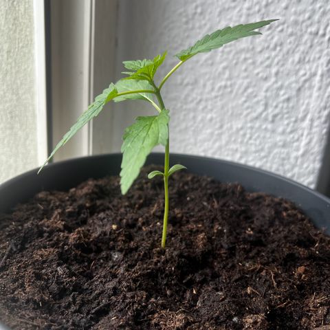 Do-si-dos Grow 1 growlog timeline photo