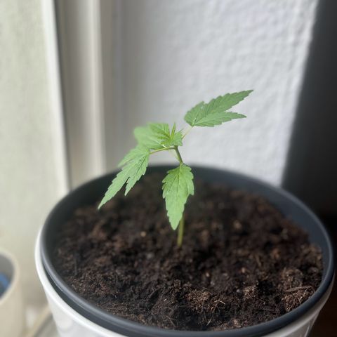 Do-si-dos Grow 1 growlog timeline photo