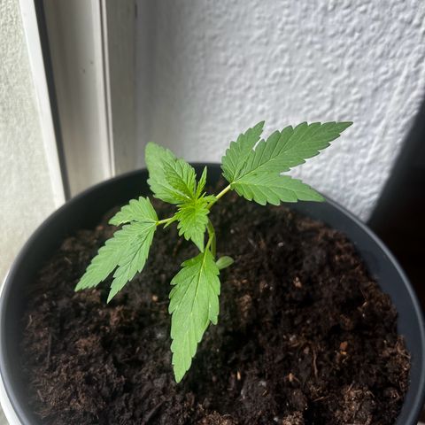 Do-si-dos Grow 1 growlog timeline photo