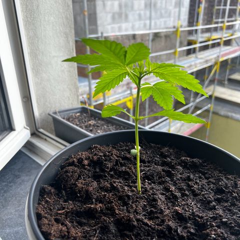 Do-si-dos Grow 1 growlog timeline photo